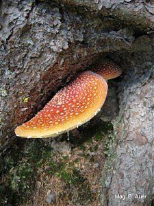 Bild Nr.1 zum Thema: Agaricus Muscarius