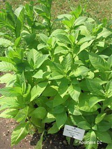 Bild Nr.1 zum Thema: Nicotiana Tabacum