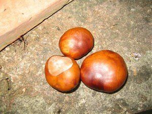 Bild Nr.1 zum Thema: Aesculus Hippocastanum
