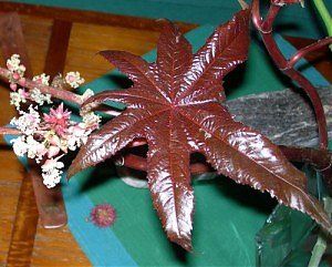 Bild Nr.1 zum Thema: Ricinus Communis