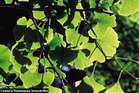Bild Nr.1 zum Thema: Ginkgo